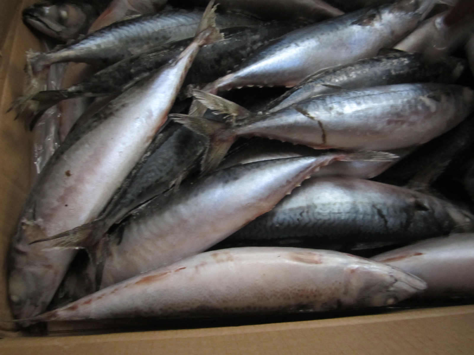 船凍青占魚 解鎖深海鮮味的冷凍水產(chǎn)品新選擇
